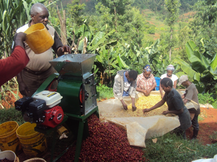 A coffee factory showing coffee drying.