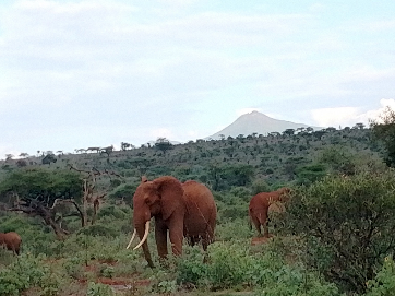 A herd of elephant browsing in Olkiramatian conservancy in Kajiado.