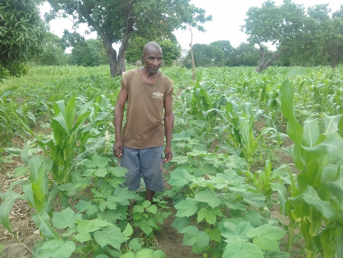 Benson wachira from Mkoroshoni SHG in his intercropped farm (maize and cotton)
