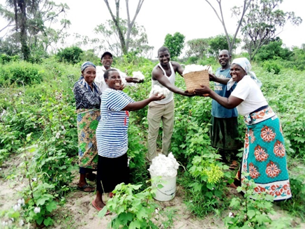 Cotton farmers harvesting cotton as a large group of farmers communally.