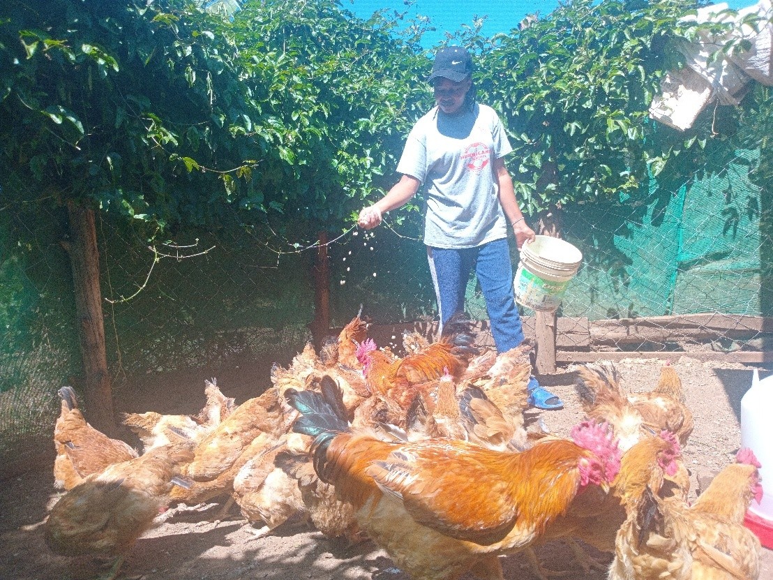 FAITH NASHA from Naasosion SHG- Loitokitok feeding her improved kienyeji poultry