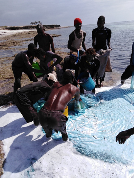 Fish landing exercise at Kilifi farm.