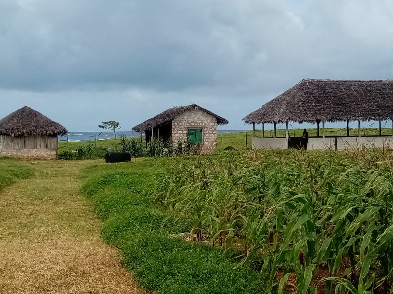Kilifi land showing the ocean.