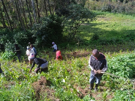 Large group of people, youth planting Trees in the west Aberdares