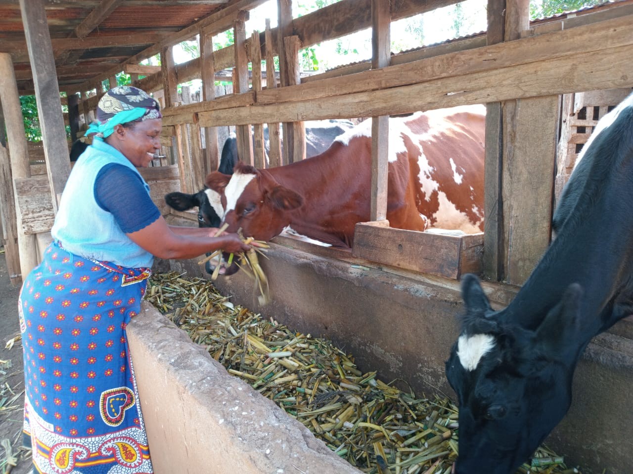 Mariah Wanjiru from Loitoktok feeding her livestock in a zero grazing unit.