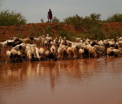 Sheep drinking water at Olshaiki waterpan in Olkeri,Kajiado county