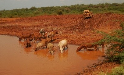cattle drinking water in water pan