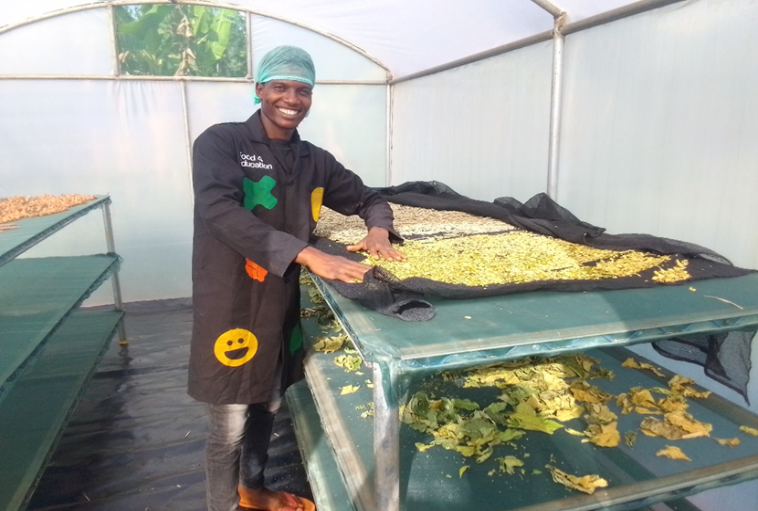 drying of organic herbs